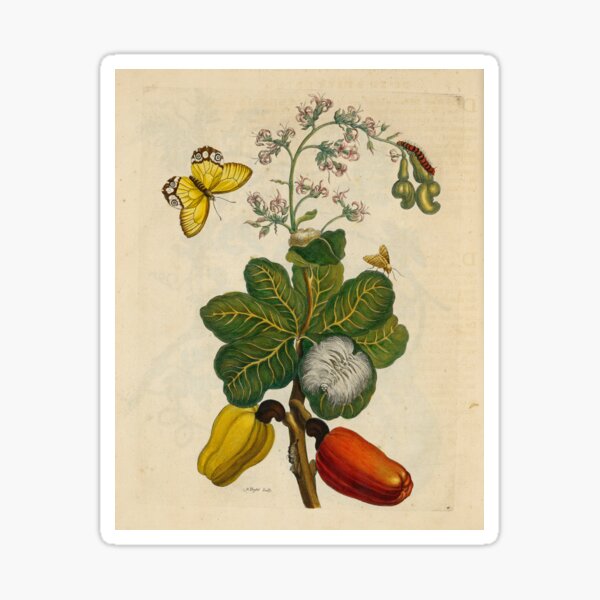Cashew tree. amber phantom butterfly and tussock moth Sticker