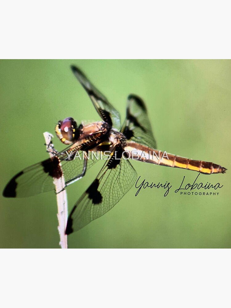 Dragonfly of the enchanted forest by Yannis Lobaina by lobaina1979