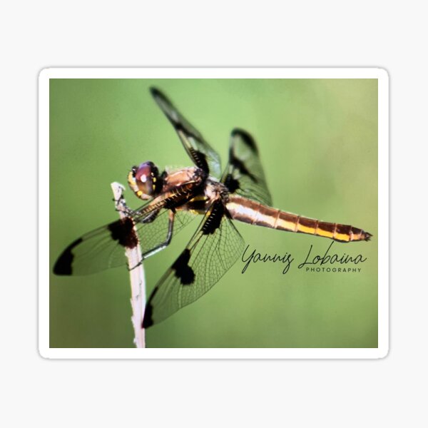 Dragonfly of the enchanted forest by Yannis Lobaina Sticker