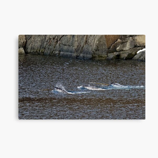 Narvals Canvas Print