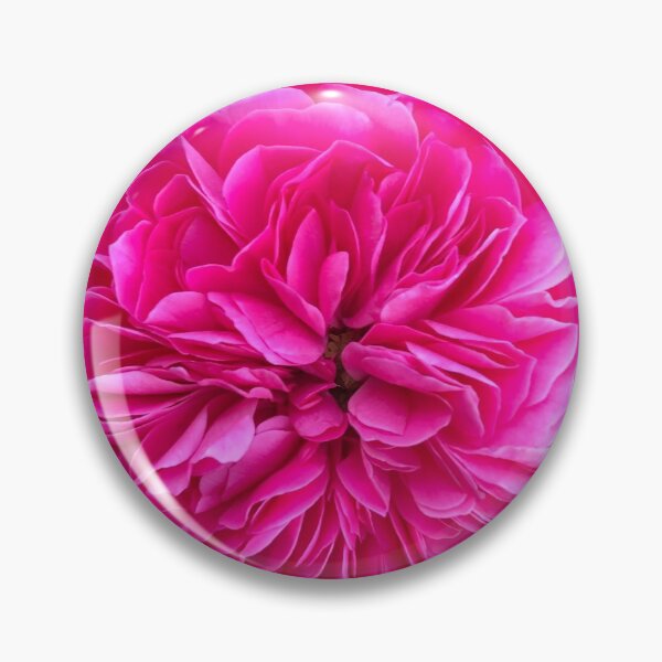 Item preview, Pink rose designed and sold by Plantflowers.