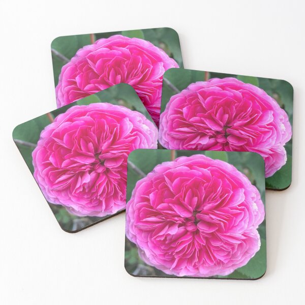 Item preview, Pink rose designed and sold by Plantflowers.