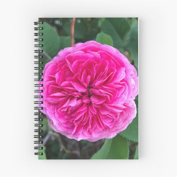 Item preview, Pink rose designed and sold by Plantflowers.