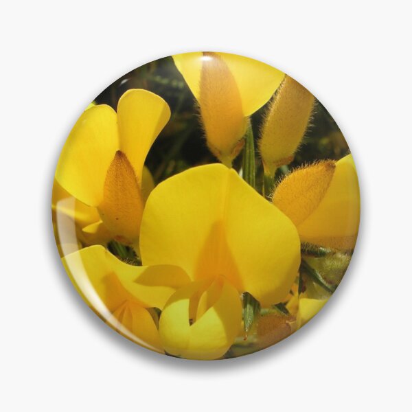 Item preview, Ulex europaeus  (Common Gorse) designed and sold by lezvee.