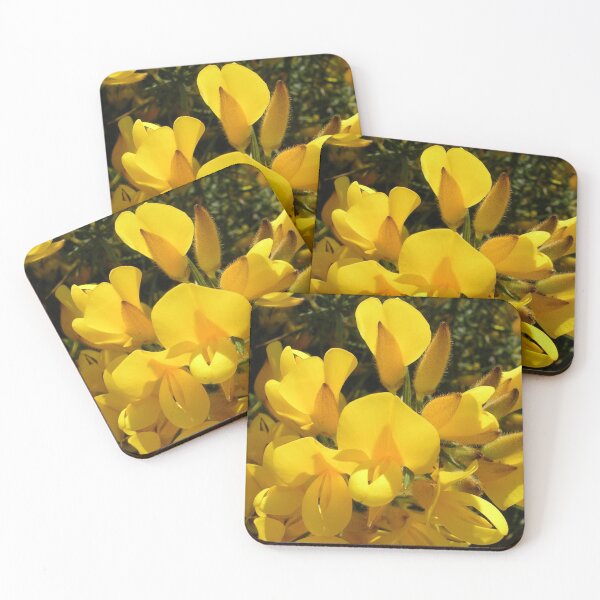Item preview, Ulex europaeus  (Common Gorse) designed and sold by lezvee.