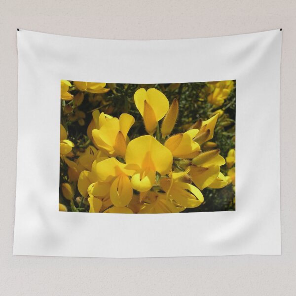 Item preview, Ulex europaeus  (Common Gorse) designed and sold by lezvee.
