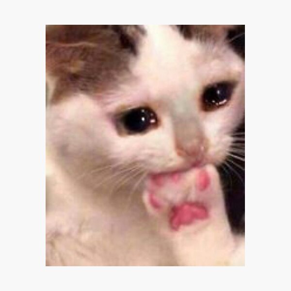 Impressions Photo Sur Le Theme Meme De Chat Triste Redbubble