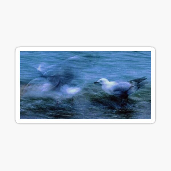 Paddling Seagulls Sticker