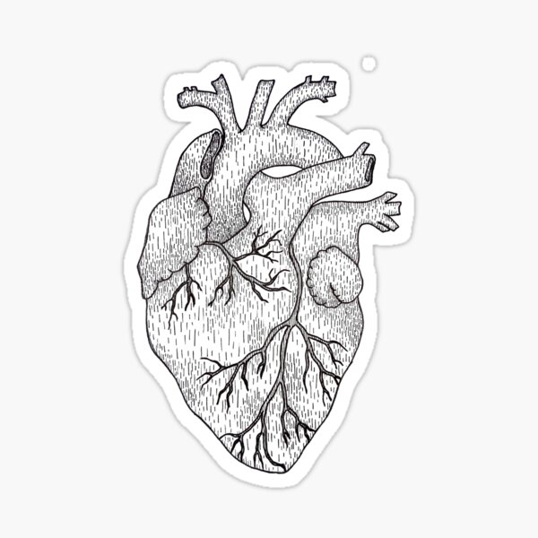 Anatomical Heart Sticker For Sale By Carlaponzanelli Redbubble 1206