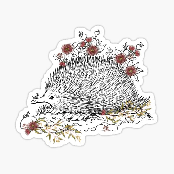 AUSTRALIAN NATIVE ANIMALS. ECHIDNA WITH HAND ILLUSTRATED AUSTRALIAN BUSHLAND WILDFLOWERS Sticker