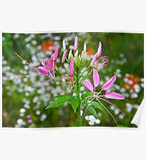 Spider Flower Poster