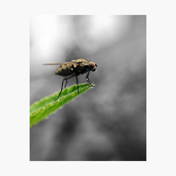 Item preview, Fly Standing on the Precipice designed and sold by MyMacro_Photography (MyMacro).