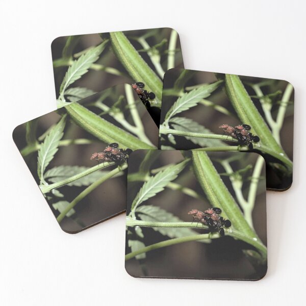 Item preview, Black Onion Fly designed and sold by DonnaM.