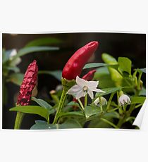 Chilli Flowers Poster