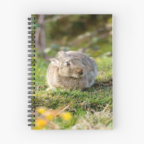 Item preview, Cute Wild Leveret Crouching designed and sold by Alius Imago.
