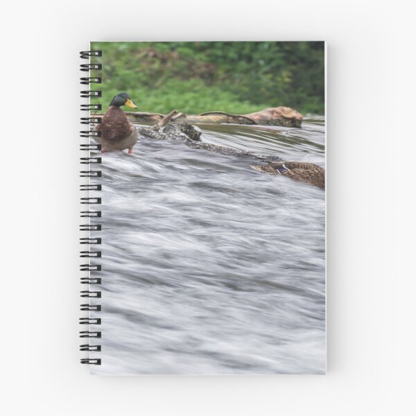 Item preview, River Life - Mallard Pair designed and sold by Alius Imago.