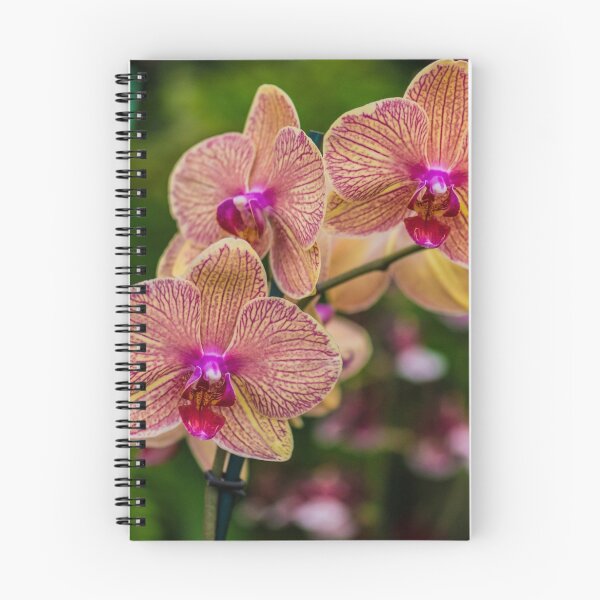 Item preview, Orchid Vanda Delight designed and sold by Alius Imago.