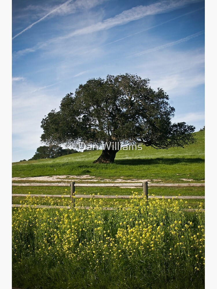 Tarjetas De Felicitacion Arbol De Mostaza De Williamsrdan Redbubble