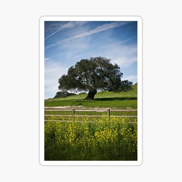 Mustard Tree Sticker