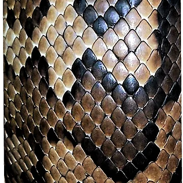 Artwork thumbnail, Python Skin by Baboki