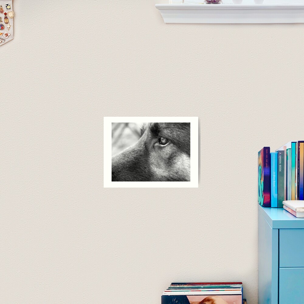 A Steady Gaze Art Print