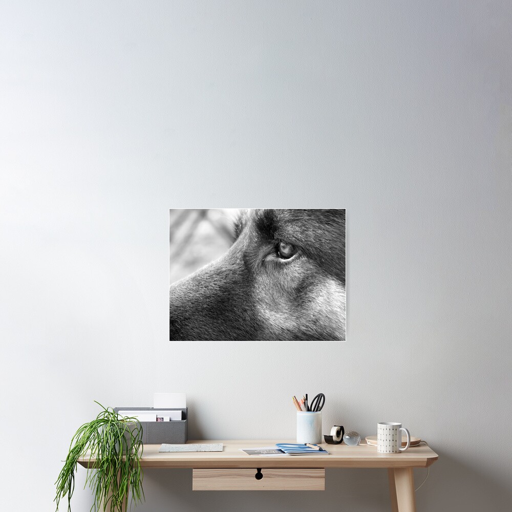 A Steady Gaze Poster