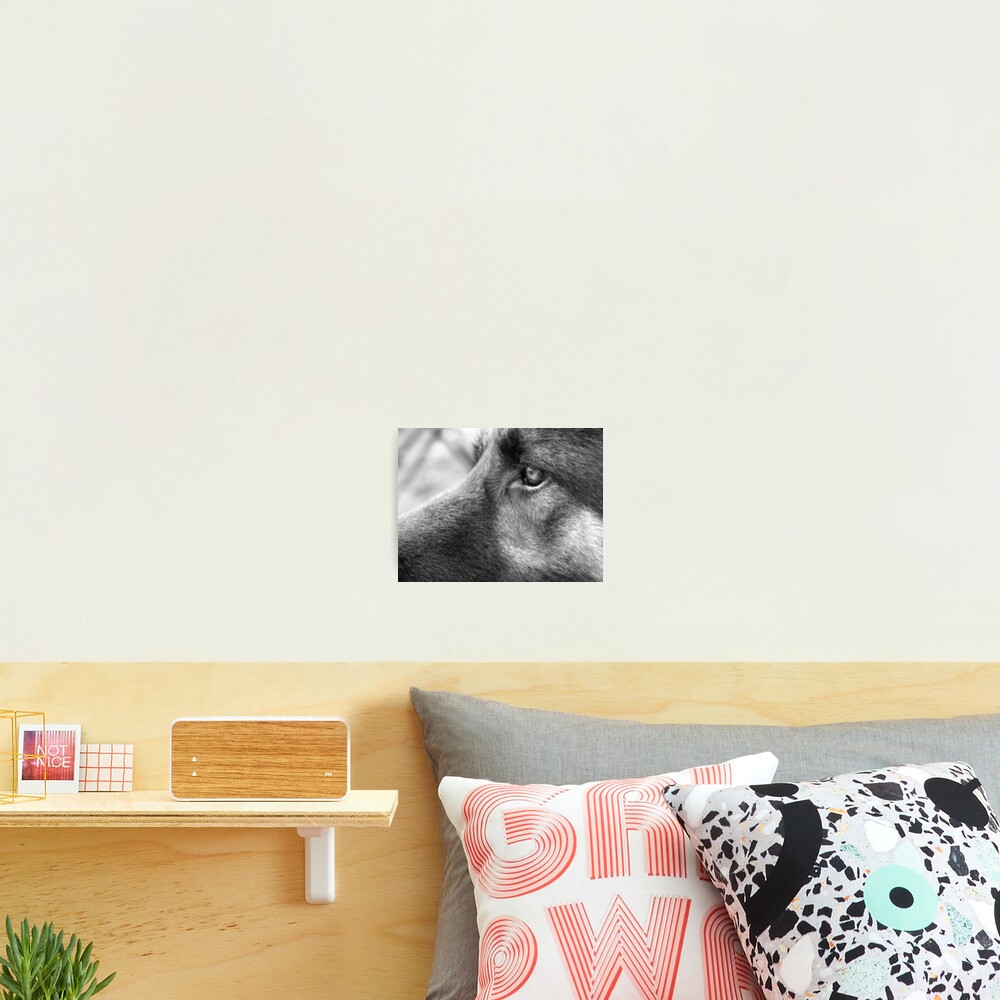 A Steady Gaze Photographic Print
