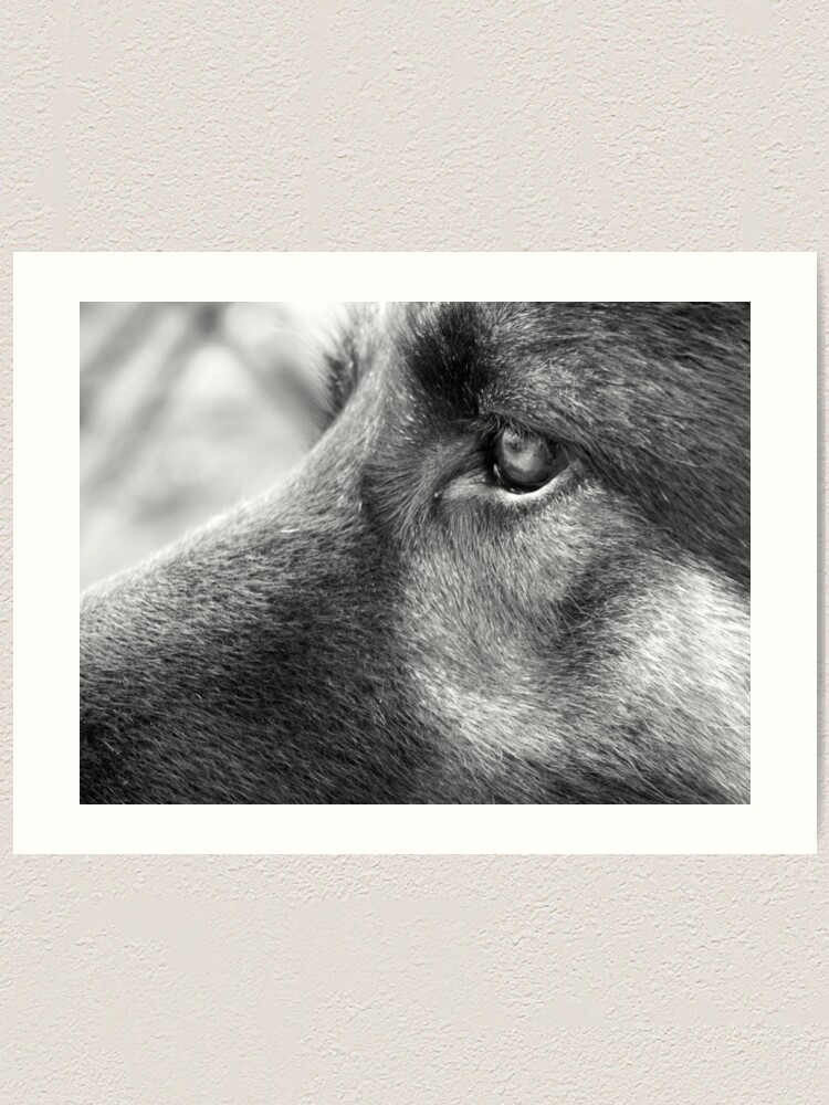 Alternate view of A Steady Gaze Art Print