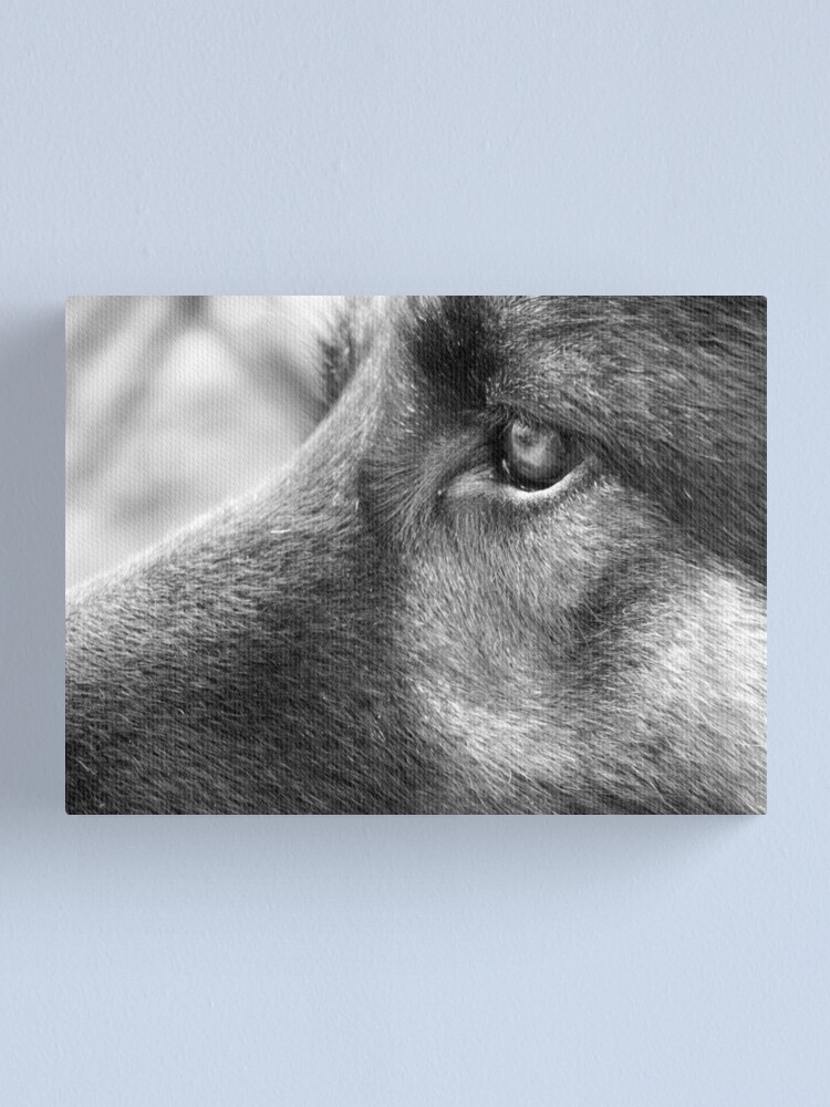 Alternate view of A Steady Gaze Canvas Print