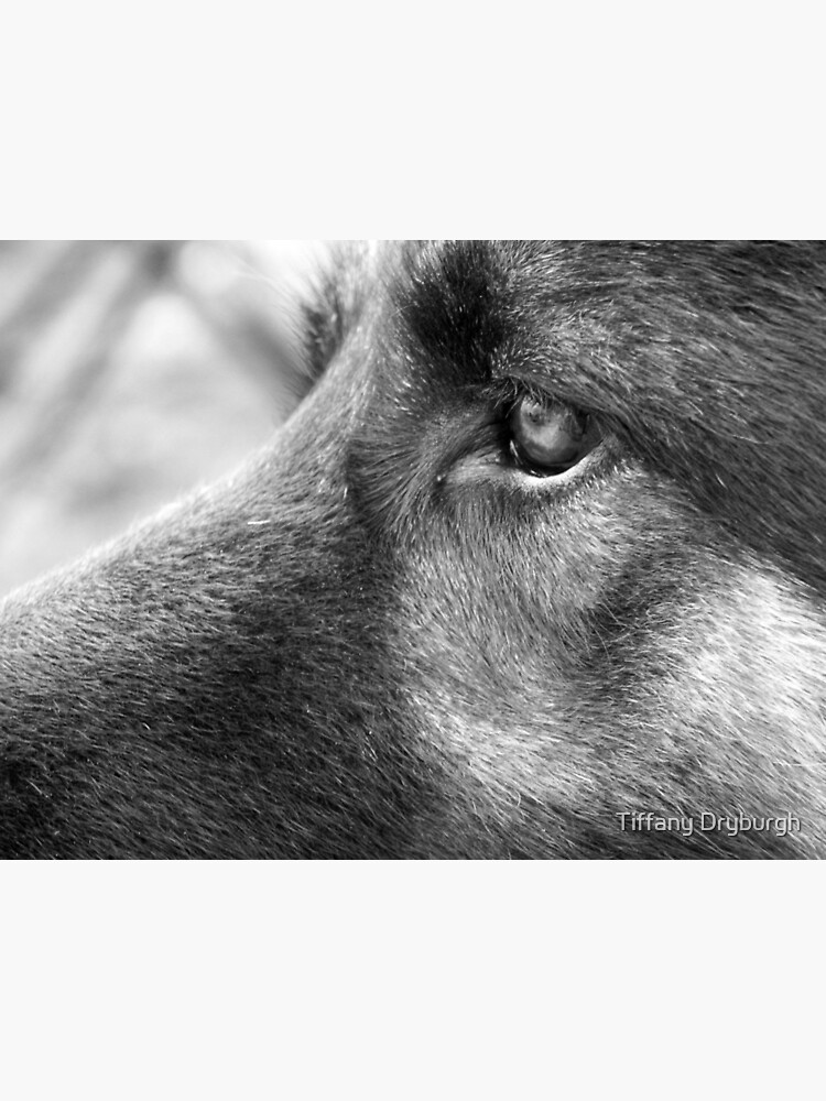 A Steady Gaze by Tiffany