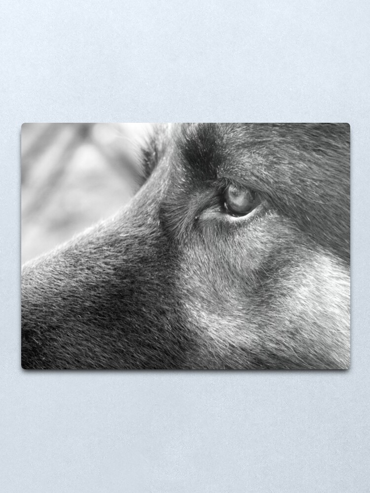 Alternate view of A Steady Gaze Metal Print