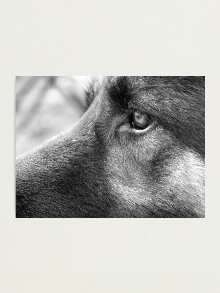 Alternate view of A Steady Gaze Photographic Print