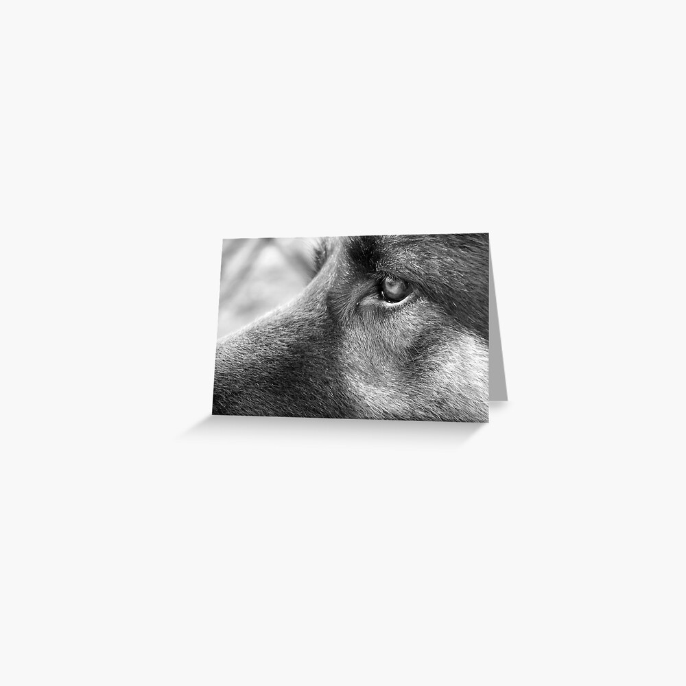 A Steady Gaze Greeting Card