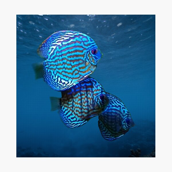 Blue Body Red Leopard Snakeskin - Discus Madness