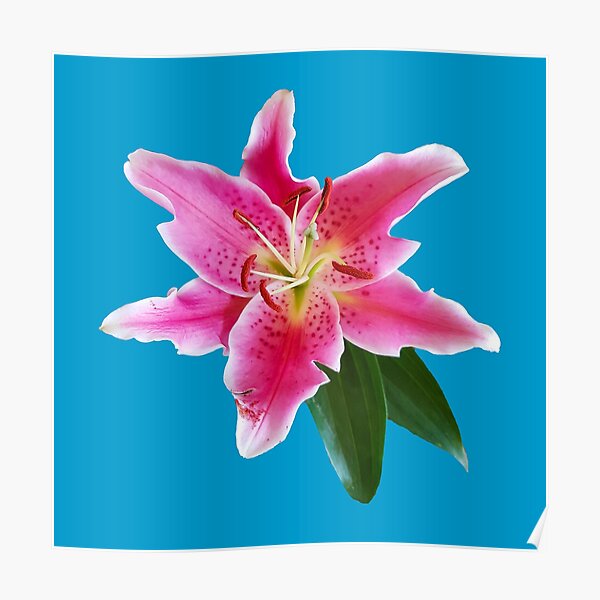 Pink Lily Flower Poster