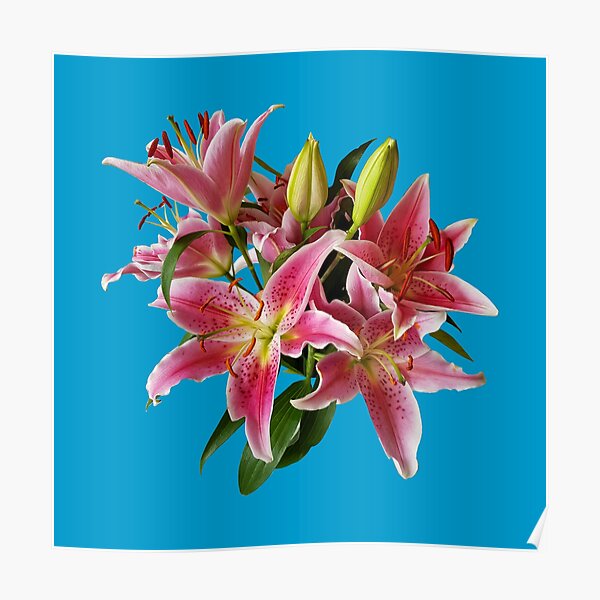 Pink Lily Flowers Poster