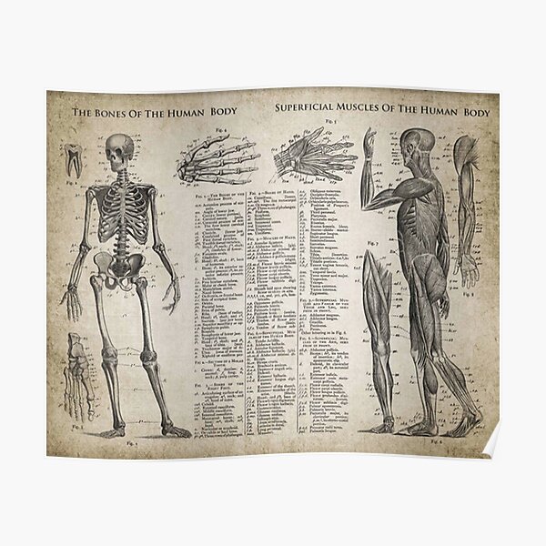 Vintage Bones and Muscles - Human Anatomy Vintage Bones and Muscles - Human Anatomy