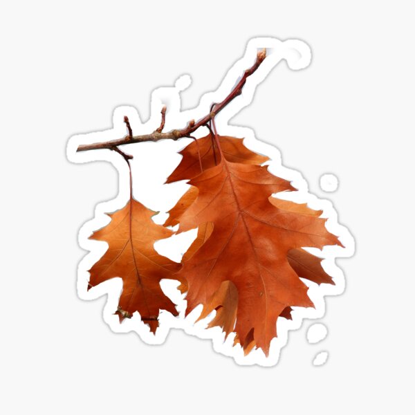 Item preview, Fall of Oak Leaf designed and sold by dilupshop.