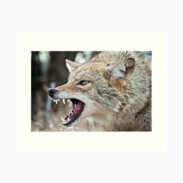 coyote growl