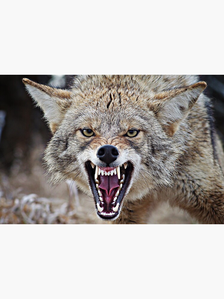 Snarling Coyote Sticker For Sale By Kayleigh Wilson Redbubble snarling-coyote-sticker-for-sale-by-kayleigh-wilson-redbubble