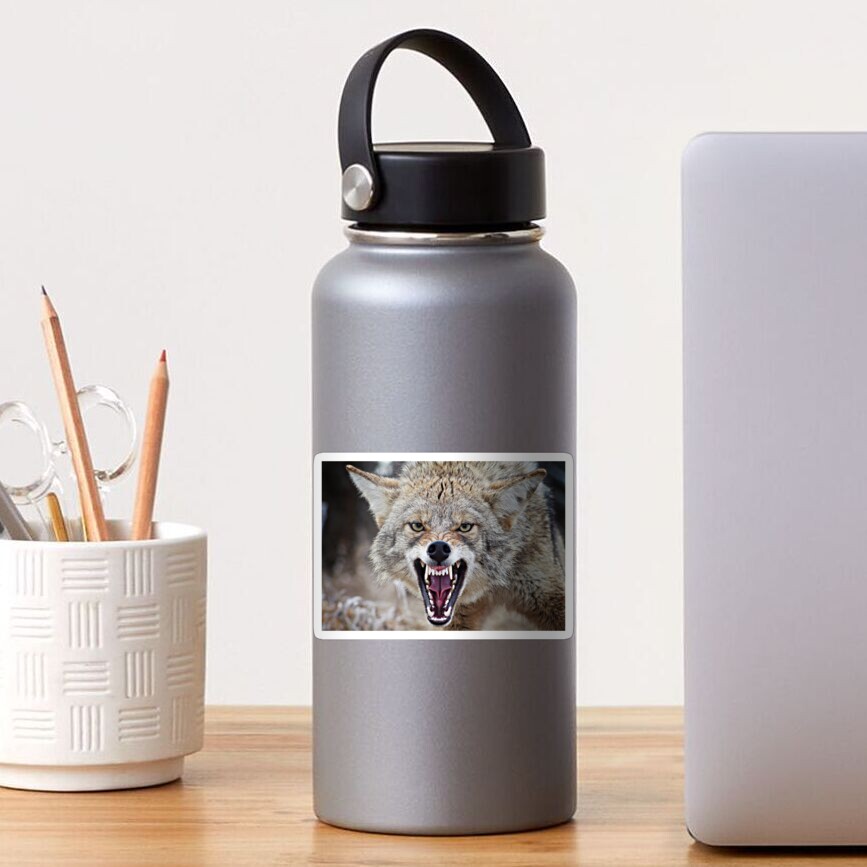 Snarling Coyote Sticker For Sale By Kayleigh Wilson Redbubble snarling-coyote-sticker-for-sale-by-kayleigh-wilson-redbubble