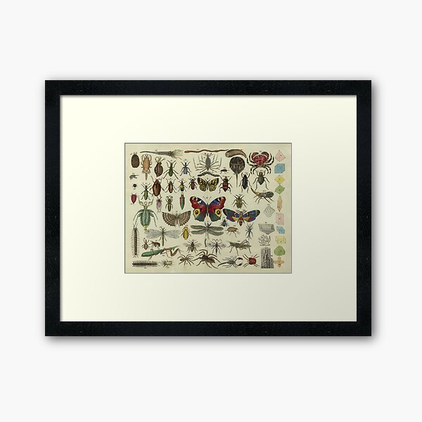 Item preview, Vintage Insects Diagram Illustration (1834) designed and sold by BravuraMedia.