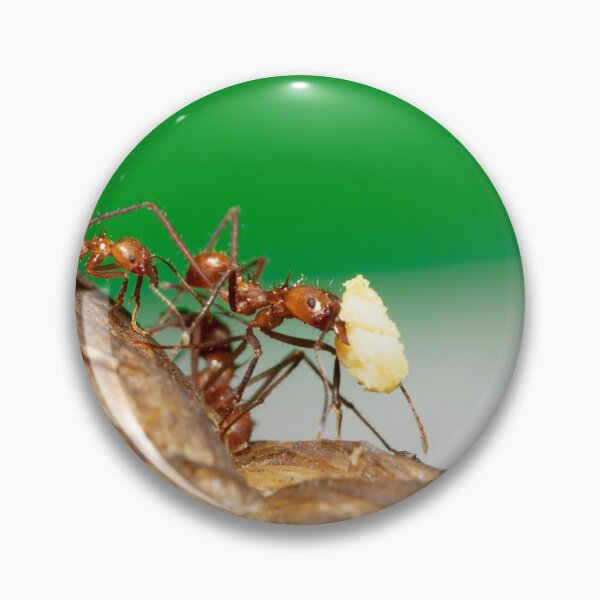 Item preview, Ants  designed and sold by Sam Mitchell.