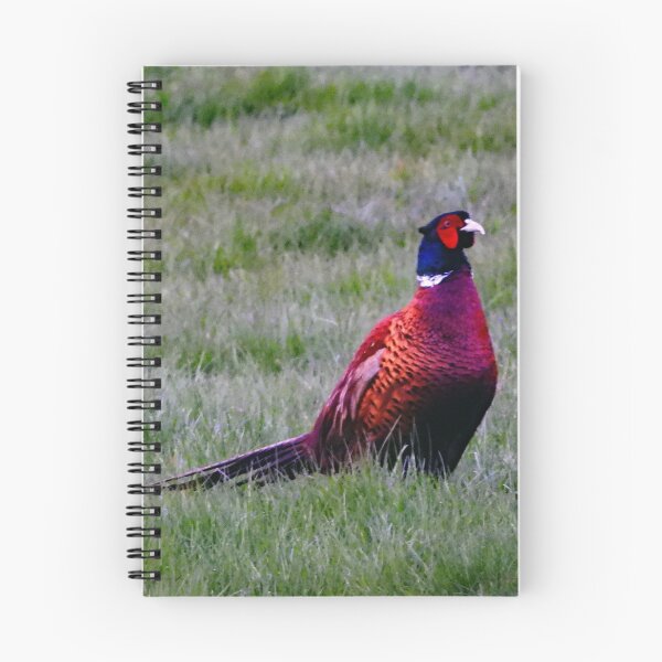 Item preview, A Wonderful Male Pheasant designed and sold by Karen Thomson.