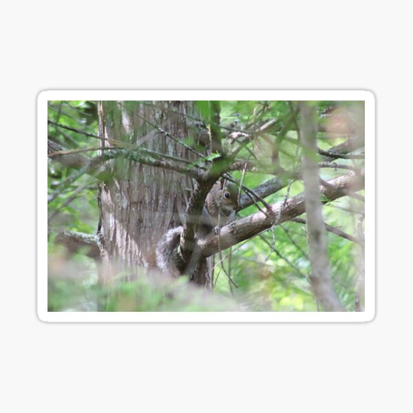 Hidden Squirrel Sticker