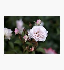 Pink Rose Blooms Photographic Print