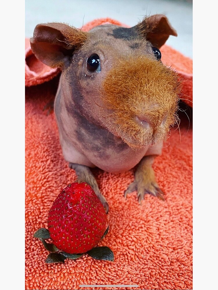 Hippo Skinny Pigs Skinny Hairless Guinea Pigs Baldwin Guinea Where
