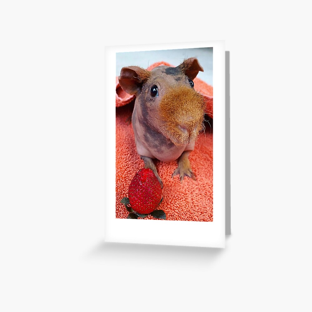 Hairless Guinea Pig Skinny Pig Mini Hippo Art Board Print