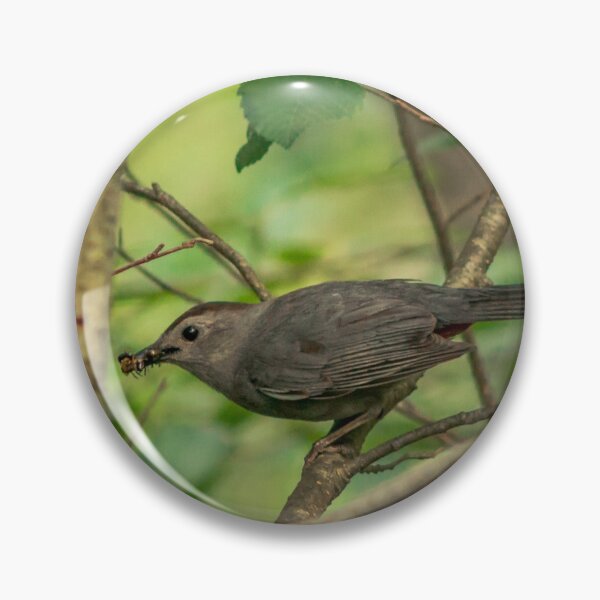 Item preview, Gray Catbird eating berries in a bush designed and sold by Michael Deemer.