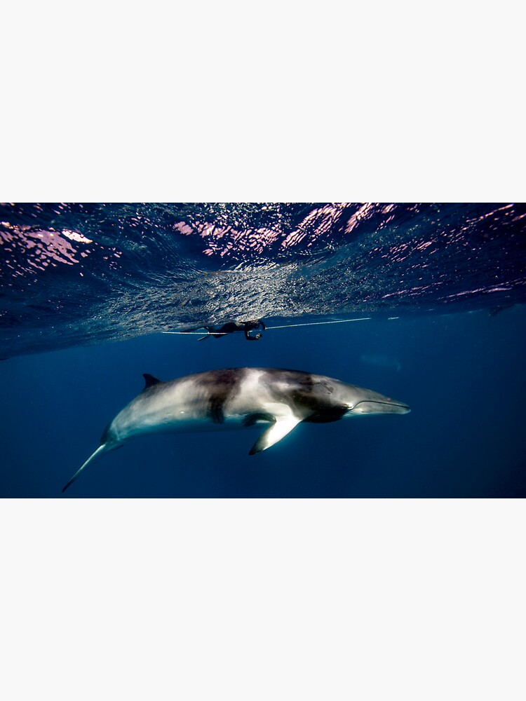 Whale watching by DavidWachenfeld